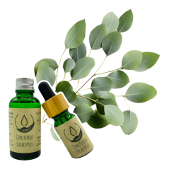 Coniferous Eucalyptus