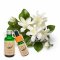 Egyptian Jasmine